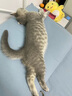 恩倍多猫咪驱虫药猫用体内外驱虫成猫幼猫体内除蛔虫线虫去跳蚤虱子 【内外同驱】体外驱虫3支+体内驱虫4片 实拍图