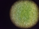 江南初中生中考专用显微镜实验专业生物光学可看细菌儿童生物高清16A 1280倍+移动尺款 实拍图