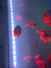 马印马印神灯龙鱼灯专用水族箱灯三基色增色灯水草鱼缸灯 led灯防水 马印增艳神灯(172CM)-(53W)) 实拍图