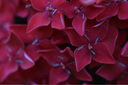 老蛙（LAOWA） 老蛙100mm F2.8 2倍放大全画幅百微超微距镜头 昆虫花卉人像 黑色【标配】 佳能微单RF卡口 实拍图