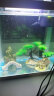 技研精工（JIYJNJINGGONG）鱼缸客厅小型家用带增氧桌面超白玻璃过滤免换水生态懒人鱼缸240 晒单实拍图