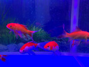 金利佳（Jeneca） 鱼缸专用背景纸水族箱高清背景画龟缸背景图饲养缸贴纸壁纸壁画 50高62长（浏览详情选款式） 实拍图