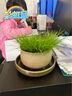 碧候兰园微型盆景金钱菖蒲苗黄金姬虎须随手香苗绿植水培迷你小盆栽兰花草 2盆贵船苔菖蒲约10苗 实拍图