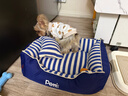 主子家 狗窝猫窝 小型中型犬泰迪狗床狗垫子 四季防水可拆洗车载宠物窝 海军条纹-深蓝 S（ 45*35*18）6斤内宠物 实拍图