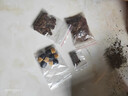 海南黄花梨种子印度紫檀小叶紫檀种子沉香木菩提四川细金丝楠木树种QCDD 紫檀种子20粒 实拍图