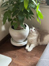 帕缇朵c3猫粮全期成猫猫粮幼奶糕无谷低敏配方猫粮 去毛球配方(2kg) 实拍图