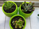 春草碧多肉植物盆栽老桩24款入门肉肉迷你多肉办公室内阳台桌面绿植花卉 3颗多肉+石丸盆+营养土 实拍图