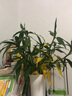 锦枫（jinfeng）富贵竹观音竹水培植物水培花卉盆栽大叶竹转运竹水养客厅绿植水养 65cm大叶富贵竹10棵 不含盆 实拍图