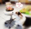 果思萌 宠物狗狗生日猫咪蛋糕手工自制泰迪金毛柯基宠物零食定制含头像 4寸牛肉（不含头像） 实拍图