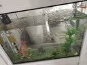 闽江（minjiang）鱼缸水族箱免换水生态造景客厅屏风中大型玻璃龙鱼缸观赏鱼家用 白色（礼包+造景+升级过滤） 长80*宽30*高139（缸体+储物柜） 实拍图