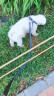 田诺宠物胸背带牵引绳狗狗拉带外出遛狗绳子链子中小型犬金毛泰迪用品 红色 大号:2.0cm(适合15~40斤) 实拍图