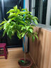 白兰花盆栽花卉植物室内花四季黄角兰白玉兰花树苗老桩带花苞开花 白兰10年树形3cm直径当年开花 不含盆 实拍图