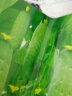 一播大地 水果黄瓜  黄瓜菜籽 翠绿黄瓜 四季种植蔬菜种子 阳台种菜 盆栽 易种 摘不败水果黄瓜种子原装3g 晒单实拍图