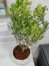 开时果 正宗清香胡椒木盆栽老桩树苗 室内桌面植物苗防驱蚊草小绿植盆景 【6年大苗】清香胡椒木+白渐蓝瓷盆 实拍图