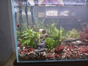 疯狂水草鱼缸造景装饰溪流石底部砂石天然溪流缸南美缸造景石乌龟躲避晒台 溪流缸造景套餐（60-70cm缸） 实拍图