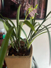 华香园兰花 梨山狮王 建兰奇花 兰花苗 浓香型办公室内耐阴绿植盆栽花卉 梨山狮王3苗裸根 不带花苞 晒单实拍图