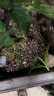 史丹利花肥料家用养花通用型氮磷钾复合肥多肉盆栽有机花卉缓释肥 晒单实拍图