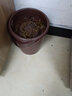 收米带过滤网塑料茶渣桶茶水桶功夫茶漏废水倒掉泡茶叶收纳垃圾桶小号 棕色1个装 实拍图