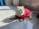 喵先生宠物狗狗衣服小型犬泰迪衣服冬季猫咪狗衣服小狗衣服透气两脚卫衣 平安暴富款L码建议 （8-10斤） 实拍图