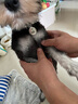 SLPC狗牌定制身份牌小型犬泰迪博美挂牌项圈铃铛刻字猫吊牌防走失饰品 黑色民族风+名牌 S-小型（3到20斤可用） 实拍图