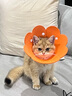 唐宠 伊丽莎白圈猫幼猫项圈猫咪吐司耻辱圈猫脖圈绝育手术防舔可调节 白色字母S码(建议0-6斤) 伊丽莎白圈 实拍图
