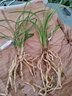 自然老种兰花苗 春兰【雪影】浓香绿植花卉园艺 室内盆栽花卉 4苗连体 不含盆 实拍图
