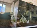 森森 超白玻璃小鱼缸HWK-600P裸缸款水草缸金鱼缸小型水族箱水草缸  晒单实拍图
