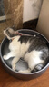 PetioPetio派地奥猫项圈可调节大小安全扣设计带铃铛防走失定制铭牌 黄色线球（刻字请联系客服） 实拍图