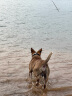麦富迪狗粮藻趣儿15kg 成犬中大型小型犬通用牛肉螺旋藻 金毛泰迪柯基 实拍图
