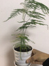 泰西丝绿植盆栽植物室内客厅绿植小盆景四季常青办公室小盆栽花卉 文竹+螺纹盆 实拍图