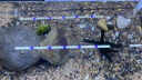 迪普尔鱼缸造景装饰假山溪流石主石大块岩片石头片岩水陆缸原生态底砂 晒单实拍图