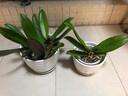 仟尚亿 三件套花盆陶瓷创意托盘室内客厅简约吊兰绿萝多肉家用绿植花盆 粉色蝴蝶中号两个 大 实拍图