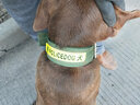 米卡杉迦大型犬狗项圈狗圈颈圈中大型犬金毛马犬罗威纳德牧狼狗狗绳狗链子 犬字圆扣 M号（宽5厘米80斤以上使用） 实拍图