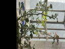 行湘爬藤月季 爬墙绿植花卉盆栽 蓝色阴雨50-70cm高 2棵 实拍图