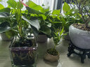 开时果 正宗胡椒木盆栽清香型 桌面植物苗防驱蚊草绿植盆景源头直发包邮 【6年大苗】冰裂瓷盆底托+肥料 实拍图