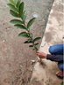 突尼斯软籽石榴树苗露天庭院阳台盆栽地栽石榴苗果树苗木 蒙阳红4年苗 111cm(含)-140cm(含) 实拍图