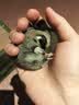 澳洲蜜袋鼯活体蜜袋鼬活物幼崽白脸马赛克宝宝网红小宠物飞鼠袋鼠 原色奶蜜（25-35天） 弟弟 晒单实拍图