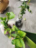 君子兰苗室内绿植花卉高档植物室内盆景兰花盆栽君子兰盆栽君子兰大小苗兰花苗 黄色 4到6片叶子 实拍图