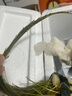 云峰海瑞水草活体懒人草鱼缸造景活体水草套餐鱼缸水草有茎类中后景真水草 【好养易活】大莎草（5只一组） 实拍图