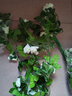 假花藤条阳台空调管 仿真玫瑰花藤拱门塑料花藤蔓绿植物花藤装饰 33头角玫【春款白色】 实拍图
