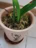 高档树脂仿紫砂花盆大口径兰花盆君子兰盆栽仿陶瓷塑料花盆 仿瓷黄色兰盆5个 实拍图