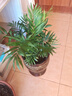 看匠 散尾葵盆栽 凤尾竹室内客厅大型绿植袖珍椰子夏威夷盆景富贵叶子 高度50左右厘米5棵 不含盆 实拍图