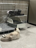 汤琪猫笼加粗便携折叠猫笼子猫别墅家用双层宠物用品猫窝猫屋龙猫笼子 白色 850#双层 实拍图