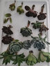 春草碧 多肉植物24款入门多肉盆栽新手多肉办公室内迷你多肉绿植盆栽花卉精品多肉萌宠多肉 精选8颗不重复多肉不含盆 实拍图