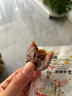 洋阳柿饼陕西富平正宗流心吊柿饼特级独立包装柿子饼 富平柿饼1000g 实拍图
