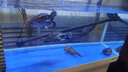 SOBO鱼缸过滤器过滤桶前外置过滤设备水族箱过滤系统水草缸外置过滤桶 SF-1200F  无滤材【适用1米-1米2缸】 实拍图