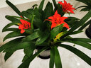 意轩鸿运当头绿植盆栽花卉植物四季开花室内客厅水培植物红星凤梨水养 6年大苗50-55cm三棵苗+树脂白盆 实拍图
