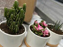 绿荫巷子多肉植物组合套餐肉肉室内植物办公室电脑桌面盆栽好养活小盆栽 【樱水晶】颗大 含瓷盆+托 实拍图