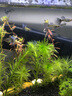 老漁匠鱼缸PTC加热棒鱼缸加温棒调温数显自动恒温水族箱节能鱼缸加热器 【迅系列】 黑色 50W  升级版 实拍图