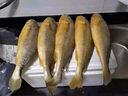 鲜驰新货大黄花鱼新鲜冷冻生鲜水产鲜活冰鲜海鱼宁德小黄鱼黄鱼鲞商用 【净重400-500g/条】4条装 实拍图